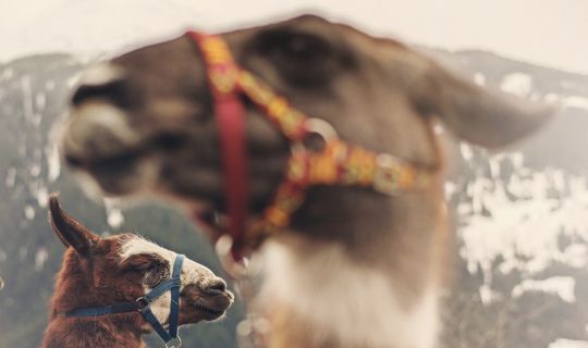 Lama Trekking, Bartholomäberg/Silbertal Lama Trekking, Bartholomäberg/Silbertal