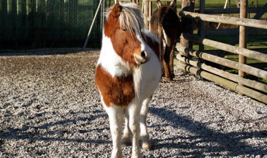 Doppelmayr-Zoo-c-Doppelmayr-Zoo_7-768x489 Doppelmayr-Zoo-c-Doppelmayr-Zoo_7-768x489