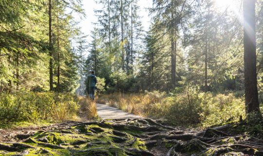 Hochmoor Fohramoos Hochmoor Fohramoos