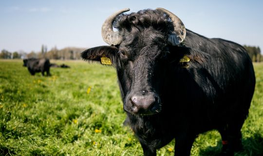 Heldernhof Höchst (c) - _matakstudios, Bodensee-Vorarlberg Tourismus (1).jpg Heldernhof Höchst (c) - _matakstudios, Bodensee-Vorarlberg Tourismus (1).jpg
