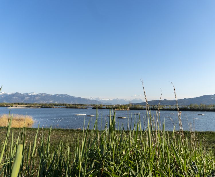 Lagunenrundweg FuÃach Vögel Nistplätze Lagunenrundweg FuÃach Vögel Nistplätze