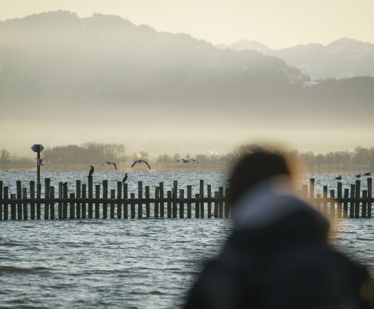 Vorarlberger-Naturpicknick-Birdwatching-Bodensee Vorarlberger-Naturpicknick-Birdwatching-Bodensee