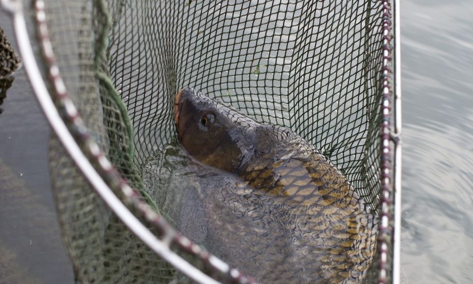 Fränzle´s Fränzle´s