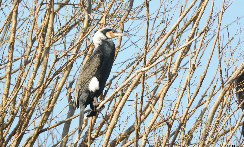 Birdwatching Rheindelta Birdwatching Rheindelta