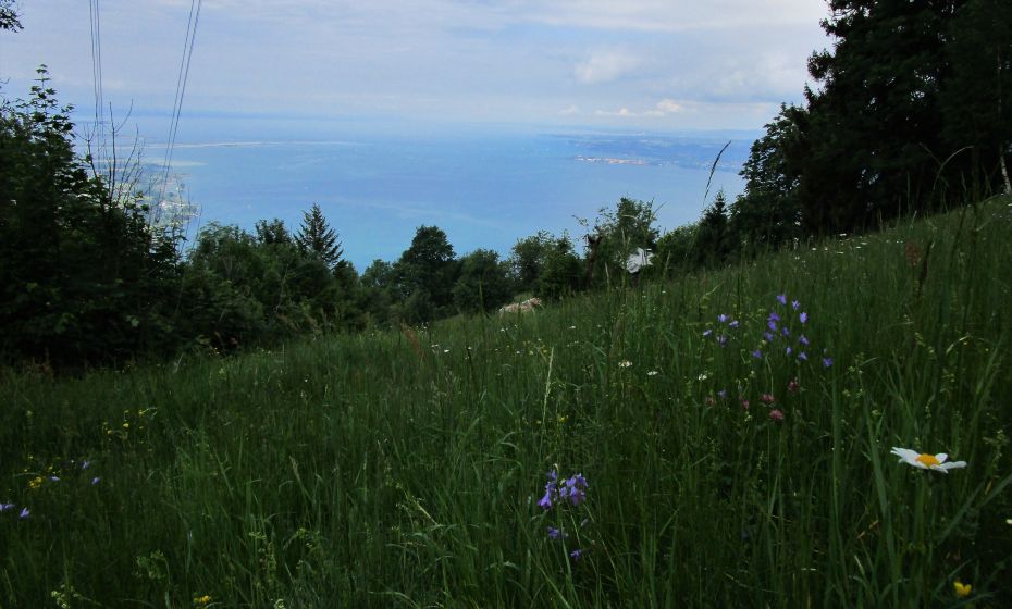 Erich Zucalli - Erich Zucalli / www.guideservice.at in den begleitenden Wiesen dürfen noch Blumen blühen
