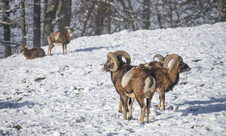Wildpark Feldkirch Widder Wildpark Feldkirch Widder