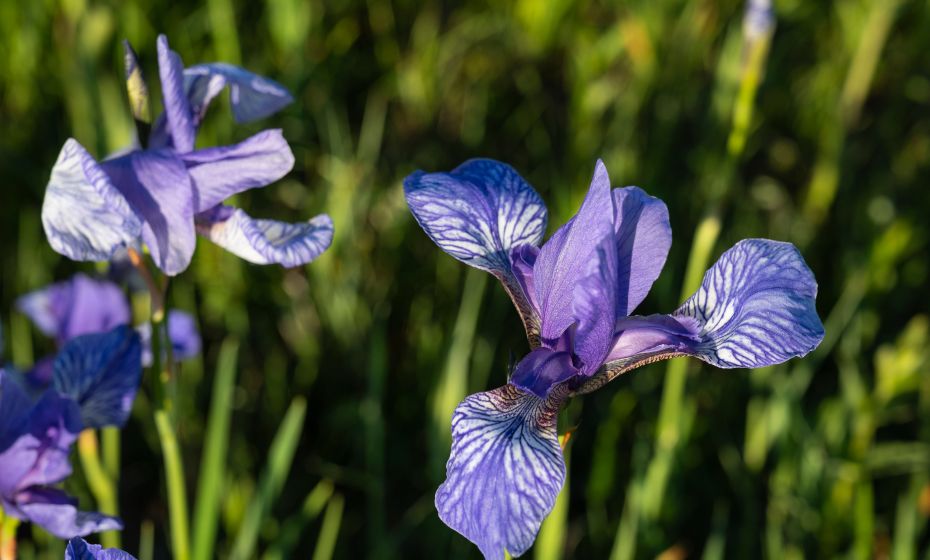 Bangs-Matschels Irisdetail Bangs-Matschels Irisdetail