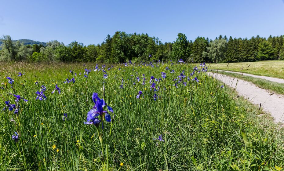 Schwertlilien Bangs Matschels Schwertlilien Bangs Matschels