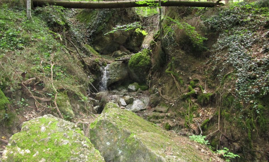 Erich Zucalli - Erich Zucalli / www.guideservice.at Der typische Felssturzwald im Pfänderkonglomerat, der ein wenig Ursprünglichkeit bewahren darf