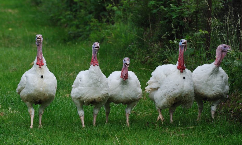 Naturprodukte Flatz Naturprodukte Flatz