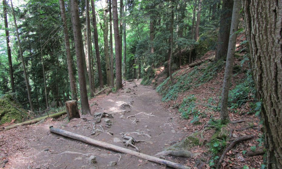 Erich Zucalli - Erich Zucalli / www.guideservice.at Wunderschöner Waldweg, der aber bei Nässe auch seine Tücken hat