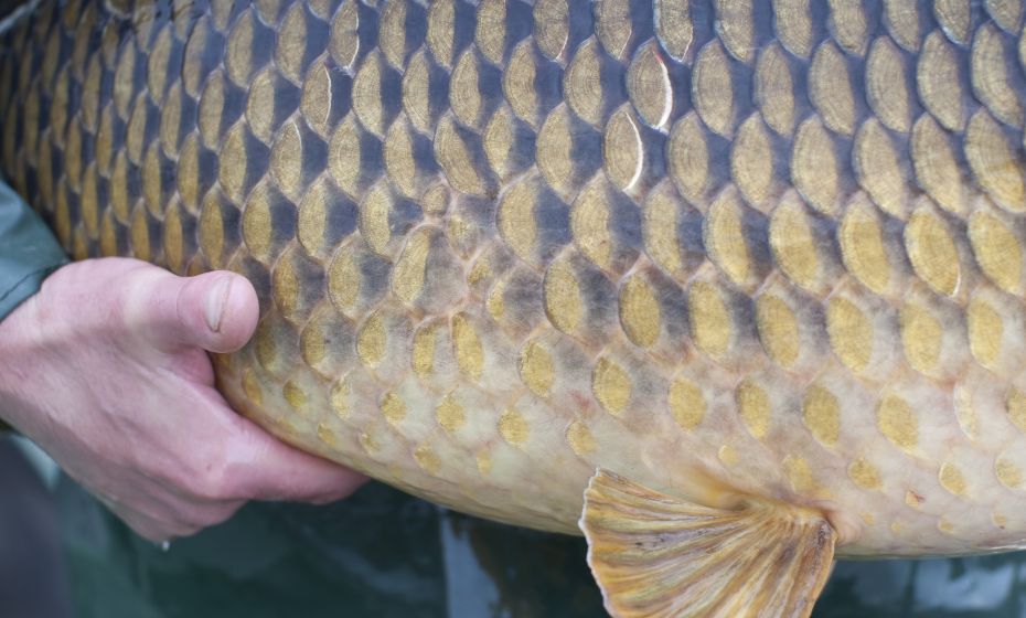 Fränzle´s Fränzle´s