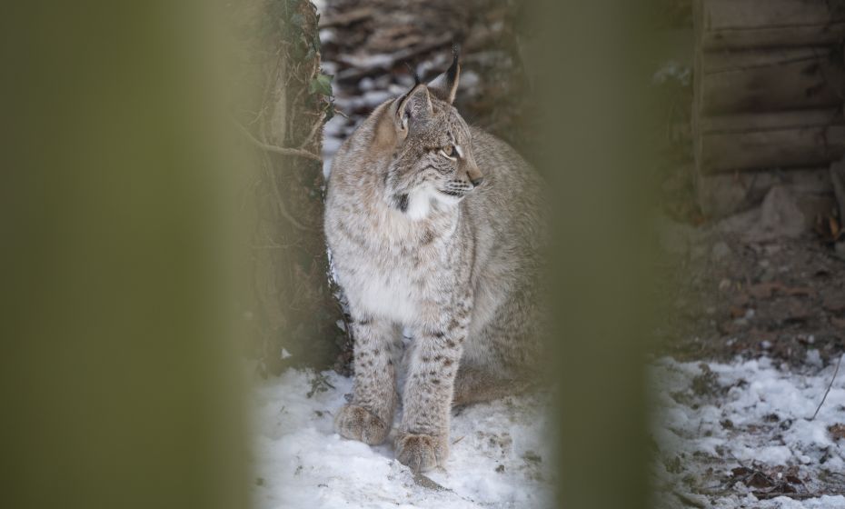 Wildpark Feldkirch Luchs Wildpark Feldkirch Luchs