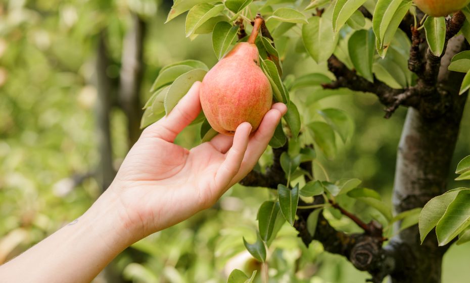 Prinz Fein-Brennerei Prinz Fein-Brennerei