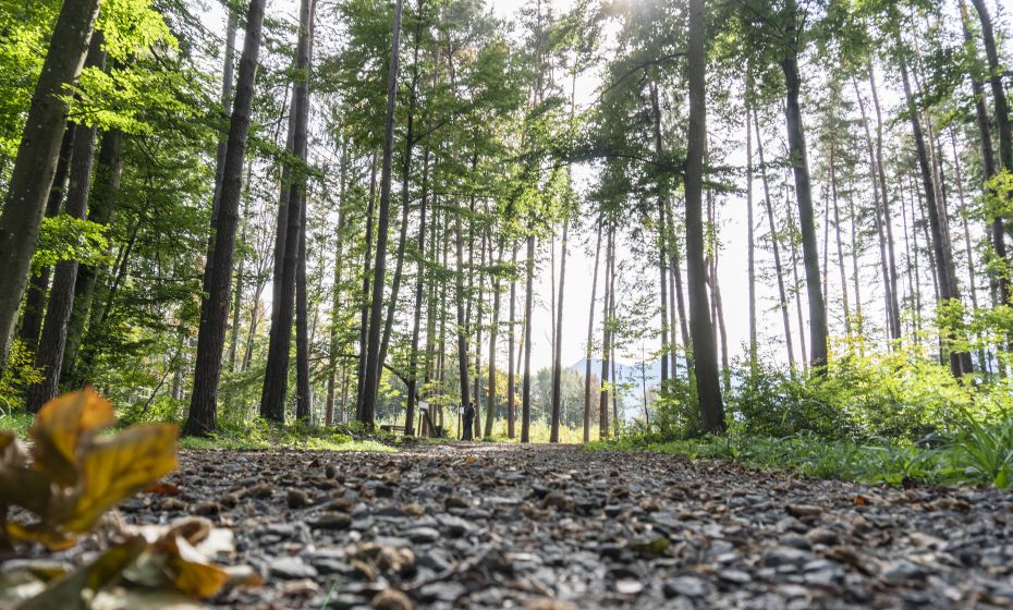 Wildpark Feldkirch Waldweg Wildpark Feldkirch Waldweg